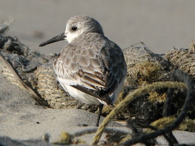 Sanderling